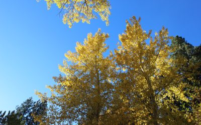 A Gentle Pause: 5 Invitations to Re-Center This Holiday Season